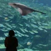 稲葉風南