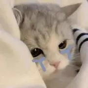 あおの画像
