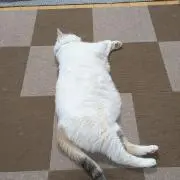 やまねこの画像