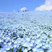 ラフィブルー