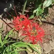 ヒヨコの画像