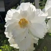 イリガメイ