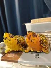 しんせい