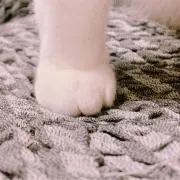 白米の画像