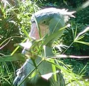 タカの画像