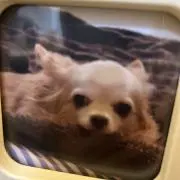 Mの画像