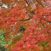 王冠の画像