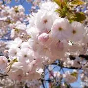 のりの画像