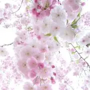 youママの画像
