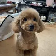 よしやん