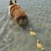 ぼー
