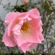 YKPの画像