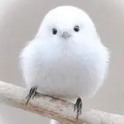 アフロの画像