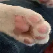 ねこっこ転載盗用模倣禁止の画像