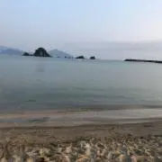 ぽぽの画像