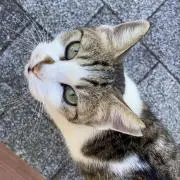 harutomoの画像