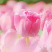 Image of oka_me
