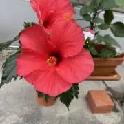 さくの画像