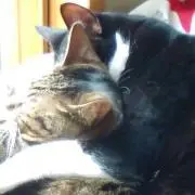 マミパピ