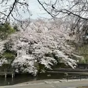 lingnaiの画像