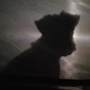 ゴリまっちょ