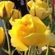 ⭐︎553⭐︎