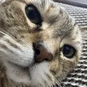 ピース