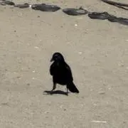 あーあの画像