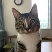 あやすけ