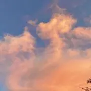 しあわせカエルの画像