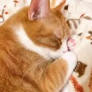 ねっこの画像