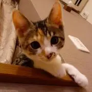 ほりん ☆プロフ確認！質問要望購入前に☆の画像