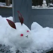 うさぎの画像