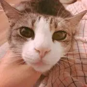 nyancoro＊