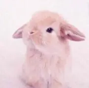 ぷりん