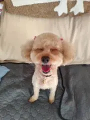 ヨッシー