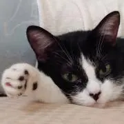 きなきち