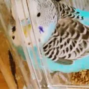ケロかえる
