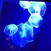 ☆南の島.:*♡