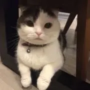 まめの画像