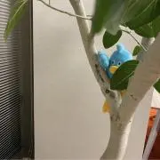メンマの画像