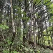 チロルの画像