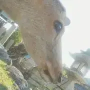 あいあえおの画像