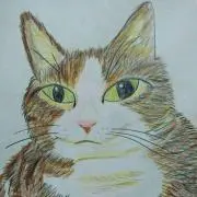 しまじの画像