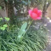 あんころ