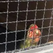 あおさんの画像