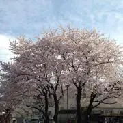 プチフラワー