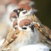 RaS
