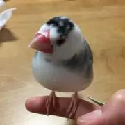 ひまる