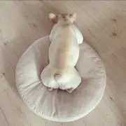 おたちゃんの画像